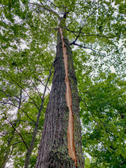 Tall tree with a lightening strike split from top to base.