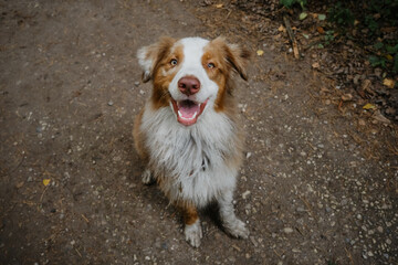 Cheerful face of pet outside in summer. Beautiful young brown happy Australian Shepherd with tongue hanging out portrait close up. View from above. Aussie red merle. Dog begs for food.