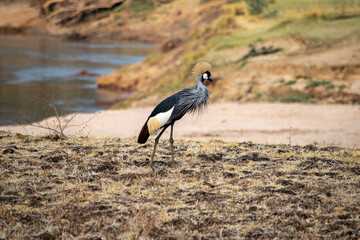 Close-up of a wonderful grey crowned crane on the sandy bank of african river