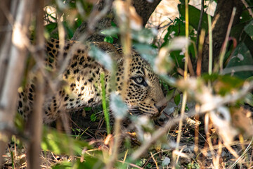 Close-up of a leopard eating an impala in the bush