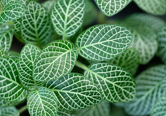exotic close-up macro tropical botanical  background  fresh green tiny leaves plant foliage.concept for wallpaper,backdrop,natural leaf design.