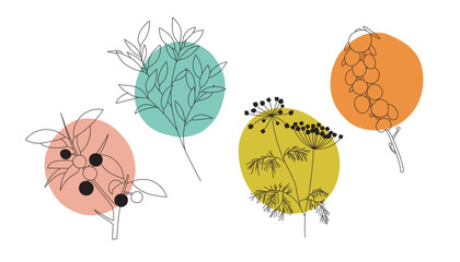 Set of vector linear illustrations of flowers