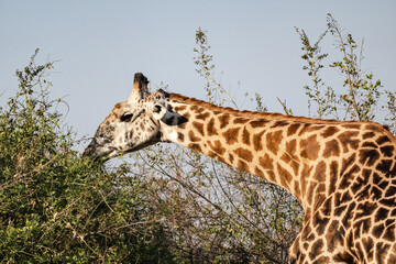 Close-up of a huge giraffe eating in the bush