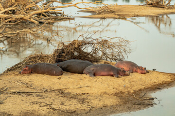 Amazing view of a group of hippos resting on the sandy banks of an African river