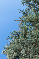 Naklejka premium Blue spruce tree branches are over blue sky background
