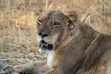 Close-up of a beautiful lioness resting after hunting