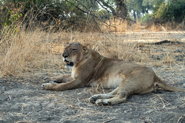 Plakat Close-up of a beautiful lioness resting after hunting