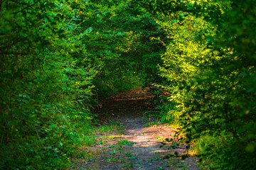 Path in the green dense summer forest