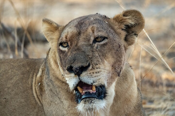 Close-up of a beautiful lioness resting after hunting