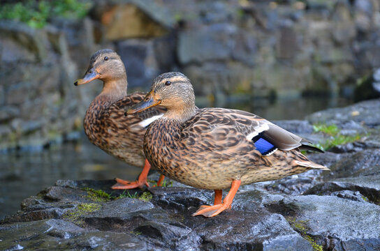  Two wild  ducks mallard (female)standing on the rock near the park pond. Close up photo . Free copy space