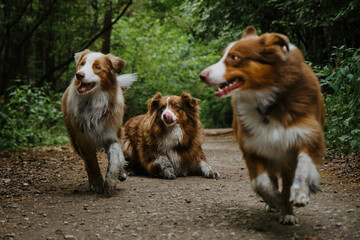 Mom dog lying and grown up puppies running forward merrily. Three Australian Shepherds walk on...