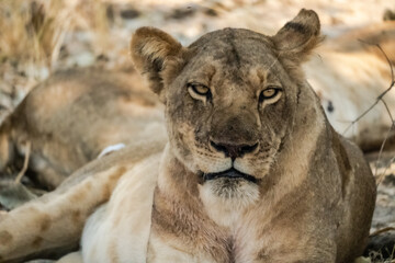 Plakat Close-up of a beautiful lioness resting after hunting