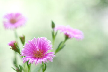 Obraz premium Pale purple daisies in a summer garden.