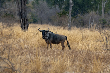 Amazing close up of a isolated wildebeest moving in the bush