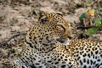 Close-up of a leopard resting in the bush after eating