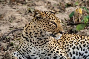 Naklejka na ściany i meble Close-up of a leopard resting in the bush after eating