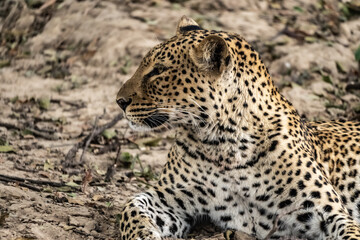 Close-up of a leopard resting in the bush after eating