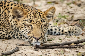 Close-up of a leopard cub resting in the bush after eating