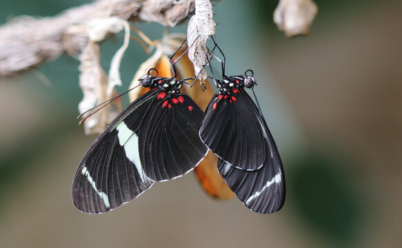 Sara Longwing - Heliconius Sara