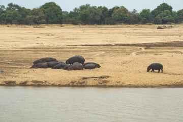 Amazing view of a group of hippos resting on the sandy banks of an African river