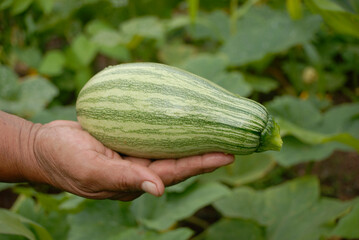 calabaza para combatir la resistencia  a la insulina