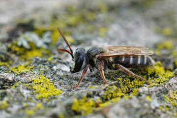 Closeup on a male Mediterranean mining bee, Andrena variabilis with it's typical white snout