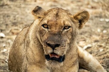 Close-up of a beautiful lioness resting after hunting