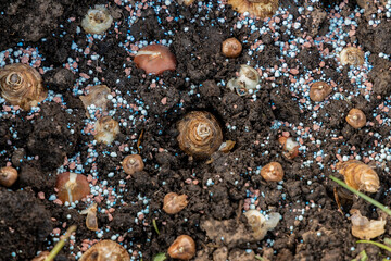 hand sadi in soil-soil flower bulbs. Hand holding a crocus bulb before planting in the ground