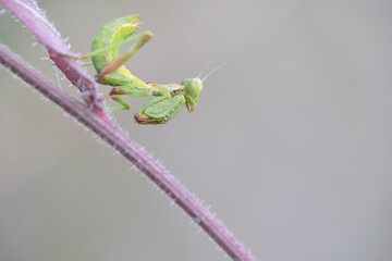 European dwarf mantis (Ameles spallanzania)