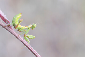 European dwarf mantis (Ameles spallanzania)