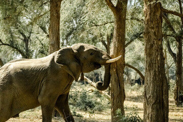 Amazing close up of a huge elephant shaking a tree in the bush