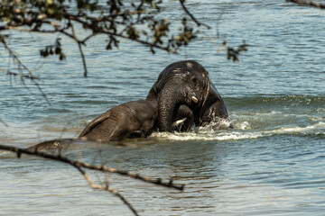 Amazing close up of two huge elephants fighting in the waters of an African river