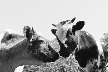 Young cows on farm in black and white with horns.
