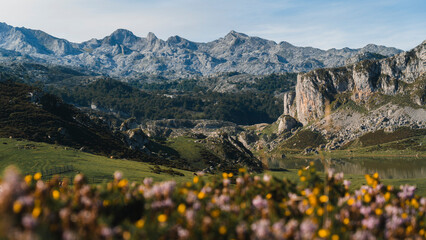 Fototapeta premium landscape with flowers
