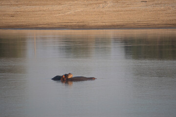 Amazing view of a group of hippos resting in an African river