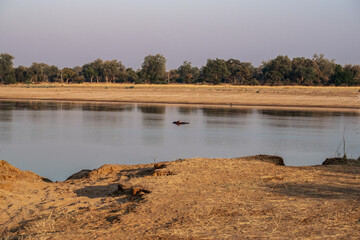 Amazing view of a group of hippos resting in an African river