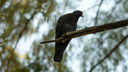 Pigeon on tree branch. Silhouette of bird against background of foliage. Pigeon on tree in park.