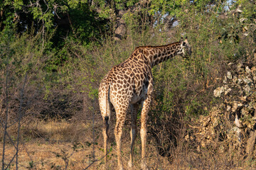 Close-up of a huge giraffe eating in the bush
