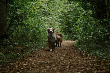 Happy best friends aussie red tricolor and red merle have fun together in park. One looks ahead, other sniffs grass from behind. Two Australian Shepherds run along forest road in summer.