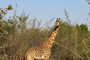 Close-up of a huge giraffe eating in the bush