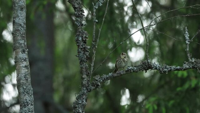 Anxious Tree pipit perched and making noise in darkening boreal forest in Estonia, Northern Europe