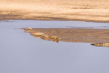Amazing view of a group of crocodiles resting on the sandy banks of an African river
