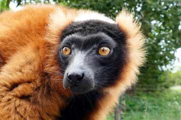 Fototapeta premium Red lemur portrait with red eyes
