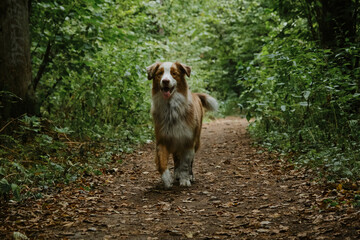 Aussie red merle in green summer forest runs with tongue hanging out. A thoroughbred dog. Beautiful young happy Australian Shepherd with fluffy tail runs along forest trail. Full length portrait.