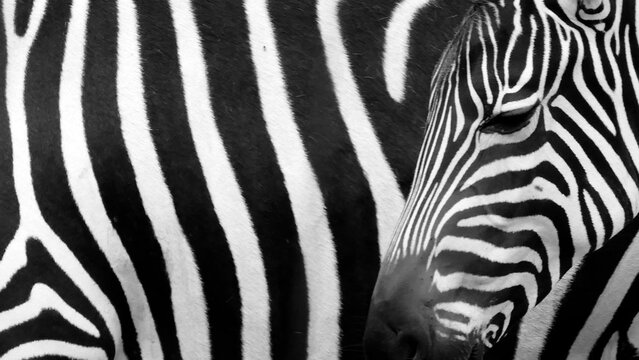 Real zebra pattern: black and white stripes