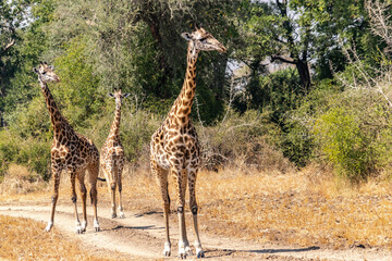 Close-up of a group of giraffes eating in the bush