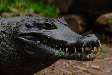 crocodile with casual look showing his teeth on abstract background