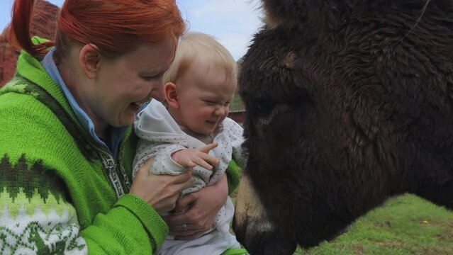 Mom And Baby Play With A Donkey In The Village
