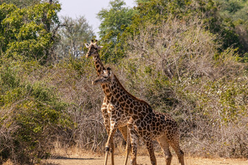 Close-up of a group of giraffes eating in the bush