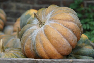 pumpkin on the market
